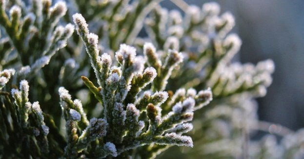 Ostrzeżenie pierwszego stopnia przed przymrozkami w całym regionie