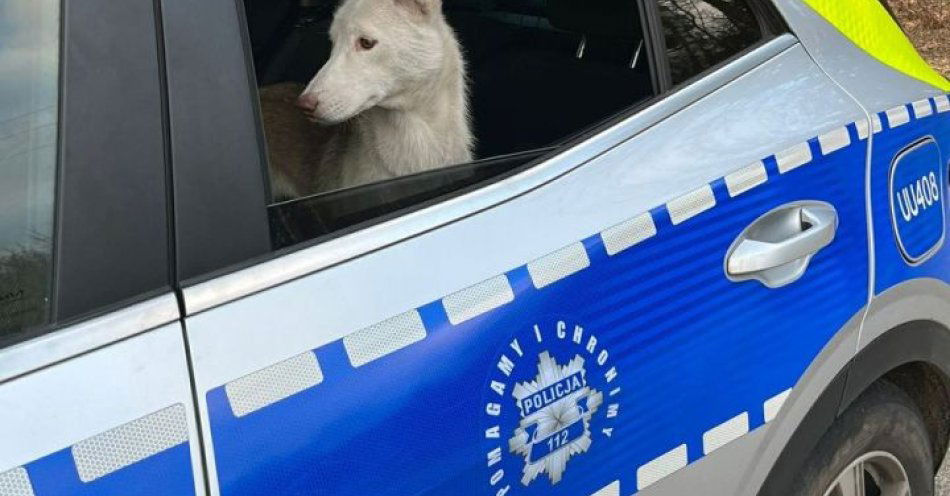 zdjęcie: Porzucił psa w Wigilię. Usłyszał zarzut znęcania się / fot. KPP Gostyń