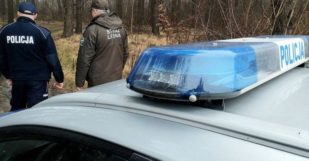 Patrole zwalczają nielegalną wycinkę choinek w powiecie