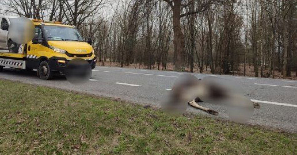 zdjęcie: Kolizja z dwoma łosiami na drodze krajowej numer 19 / fot. KPP Lubartów