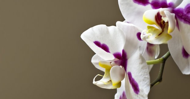 Storczyki - co zrobić, żeby na nowo zakwitły?