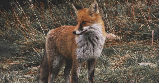 Wiosenna akcja szczepienia lisów od 20 do 26 kwietnia