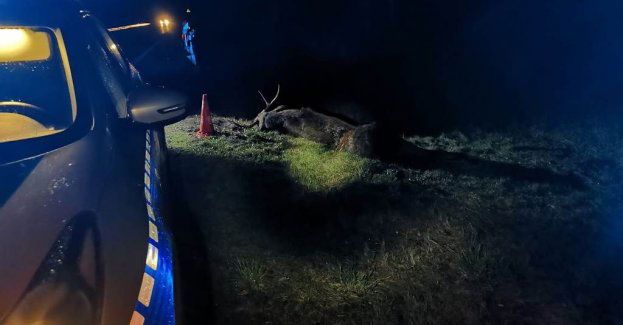 Zderzenie z łosiem. Uważajmy na drodze!