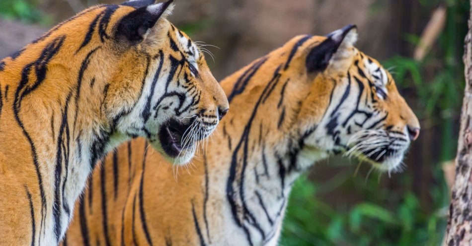 zdjęcie: Tygrysy sumatrzańskie przyjechały do zoo w Łodzi pierwszy raz w historii / v23148068
