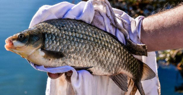 W Stawach Przygodzickich brakuje wody; zarybionych jest tylko 40 procent akwenów