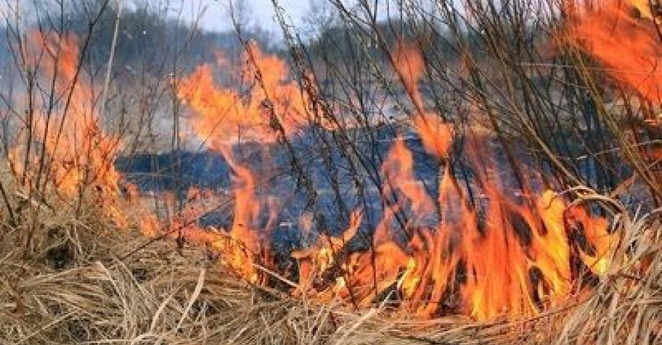 zdjęcie: Zanim podpalisz ściernisko- pomyśl. apelujemy o rozsądek / fot. KMP w Legnicy
