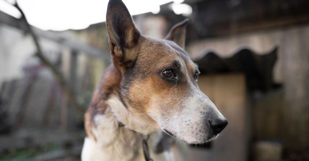 Odpowiada za złe traktowanie psa i poprosił o zwrot zwierzęcia