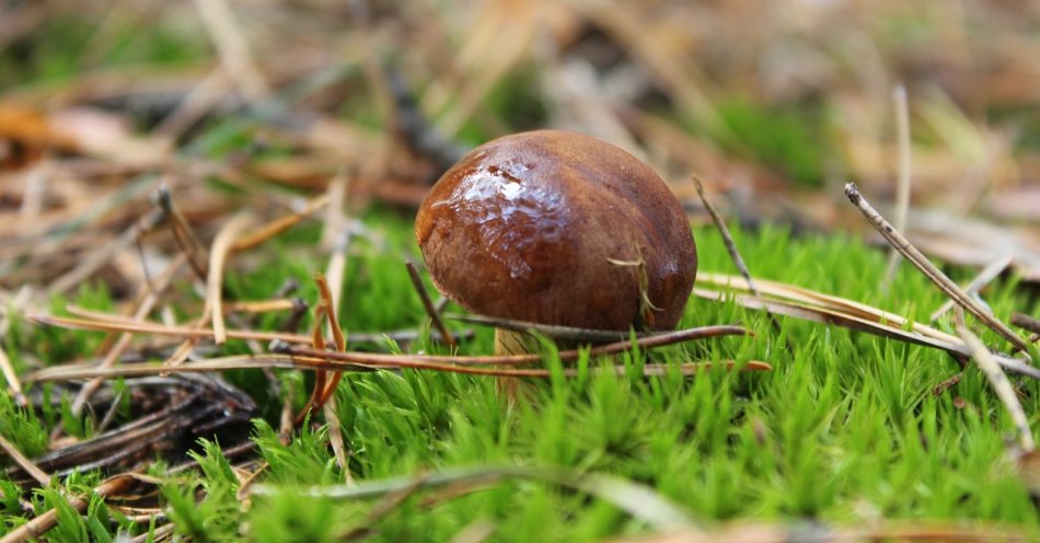 zdjęcie: Dobre rady dla tych co wybierają się na grzyby / pixabay/4510681