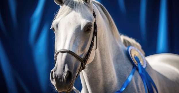 Klacz Encarina najlepszym koniem pokazu w Janowie Podlaskim