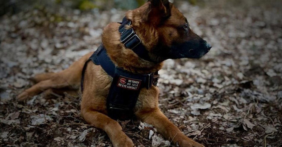 zdjęcie: Luna po 8 latach służby przechodzi na zasłużoną emeryturę / fot. KMP Białystok