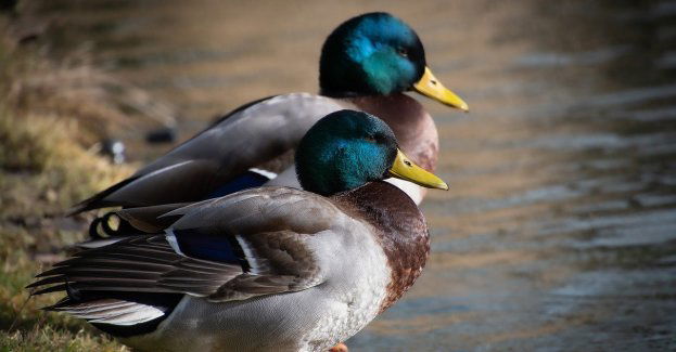 Mieszkańcy Targówka zrobili wyspę dla kaczek, urzędnicy wyrzucili ją w błoto