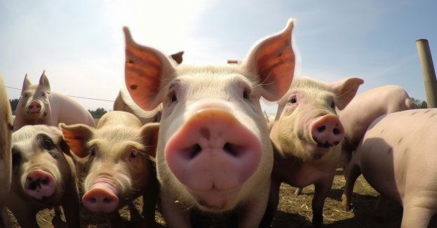 Ognisko ASF w pow. choszczeńskim, wybito 4,5 tys. tuczników