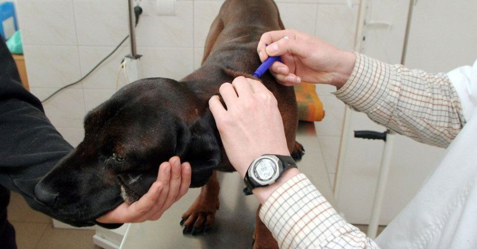 zdjęcie: Posłowie z nadzwyczajnej komisji ds. zwierząt: nie ma kontrowersji w sprawie obowiązkowego chipowania / Warszawa, 04.10.2007. Weterynarz wszczepia chipa psu rasy posokowiec bawarski o imieniu Tofik, 4 bm. w gabinecie weterynaryjnym w Warszawie. W Warszawie jest już możliwość elektronicznego znakowanie psów za pomocą specjalnych chipów. Dotyczy to wszystkich czworonogów, których właściciele mają zameldowanie w stolicy. Zwierzęta można znakować do 14 grudnia. Koszty ponosi w całości urząd miasta. (kkk) PAP/Tomasz Gzell ***Zdjęcie do depeszy PAP pt. Stolica/ Do 14 grudnia bezpłatne znakowanie elektro