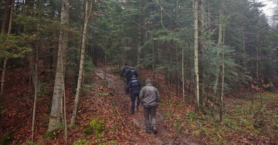zdjęcie: Policja i Straż Leśna patrolują lasy przeciw kradzieżom stroiszu / fot. KPP w Brzozowie Fot. KPP Brzozów