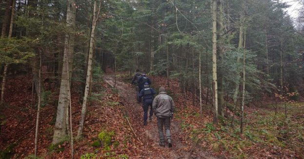 Policja i Straż Leśna patrolują lasy przeciw kradzieżom stroiszu