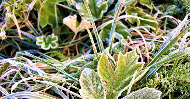 W nocy na północy i północnym wschodzie przymrozki