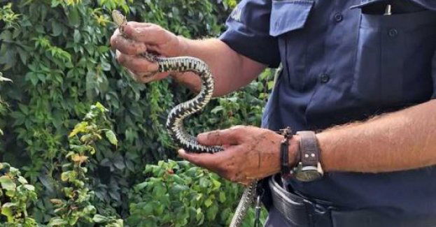 Dzielnicowy od zadań specjalnych