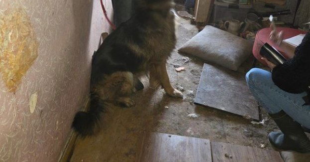 Dwa owczarki niemieckie w skrajnych warunkach. Interwencja policji