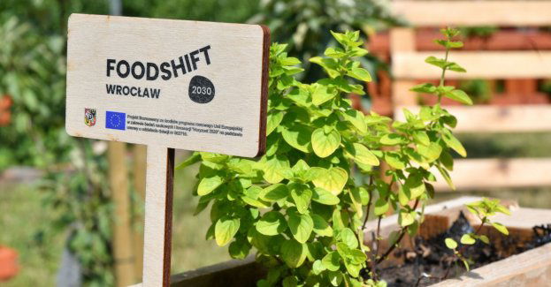 Przy szkołach i przedszkolach powstaną nowe ogródki warzywne