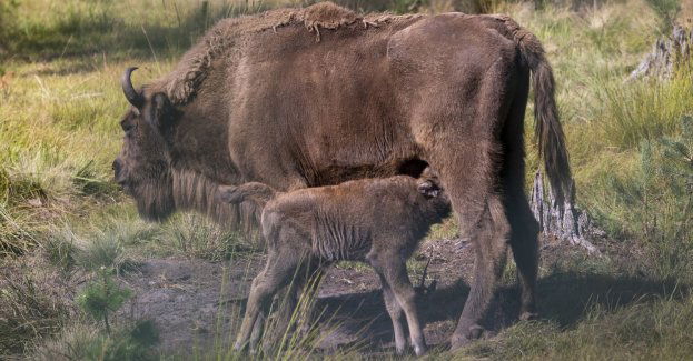 W zagrodzie w Mucznem urodził się czwarty w tym roku żubr