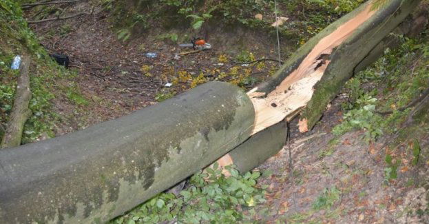 Tragiczny wypadek w lesie. Drzewo przygniotło mężczyznę