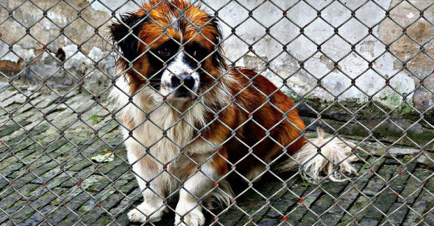 Ponad 700 czworonogów w schronisku, rozpoczęła się dla nich zbiórka