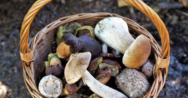Wybierasz się na grzyby?