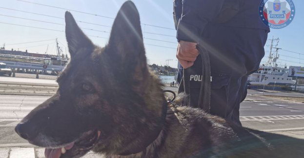 Policyjny pies patrolowo-tropiący odnalazł zaginionego 14 latka