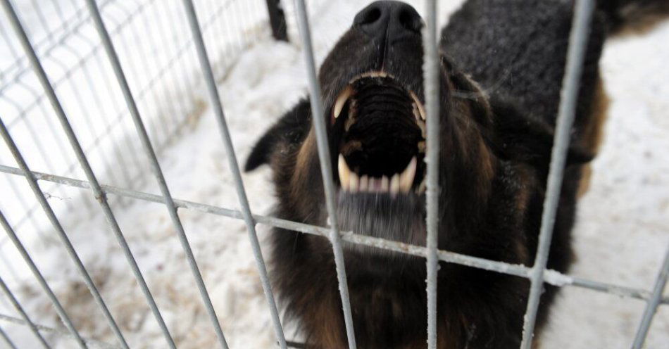 zdjęcie: Ekspert: większość ataków psów to efekt błędów człowieka i braku kontroli nad zwierzęciem / Szczecin, 14.12.2012 Zawodnicy Husarii Szczecin - futbolu amerykańskiego przekazali pięć bud dla Towarzystwa Opieki nad Zwierzętami. soa PAP/Marcin Bielecki