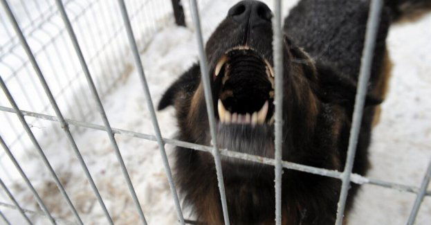 Ekspert: większość ataków psów to efekt błędów człowieka i braku kontroli nad zwierzęciem