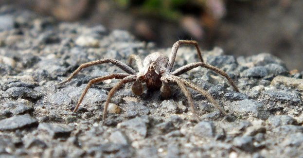 Jadowity pająk zwany Nosferatu znaleziony w przesyłce z Portugalii