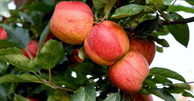 Polska największym producentem jabłek w UE, jabłek jemy jednak mało