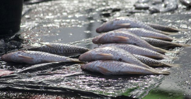 Przyducha w rzece Elbląg i mniejszych rzekach Tina Górna i Tina Dolna