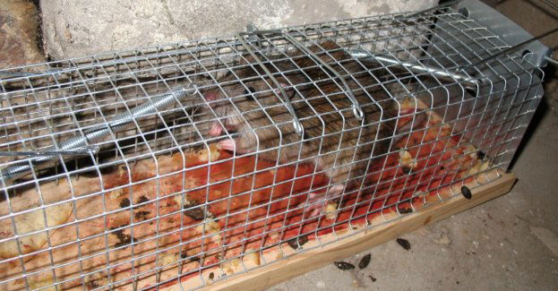 Jesienna obowiązkowa deratyzacja