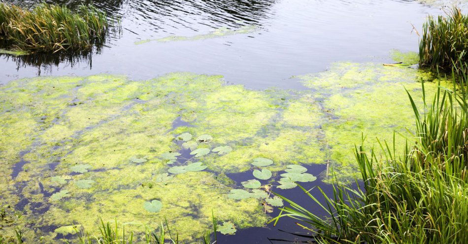 zdjęcie: Zakończono podawanie perhydrolu do Kłodnicy przeciw złotej aldze / v9452033