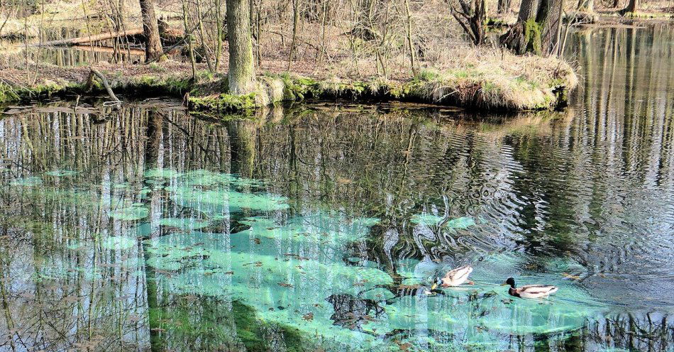 zdjęcie: Tomaszów Mazowiecki — między naturą Niebieskich Źródeł a historią przemysłu / Rezerwat Przyrody Niebieskie Źródła w Tomaszowie Mazowieckim. Fot. Jolanta Dyr / Wikimedia Commons, CC BY-SA 3.0
