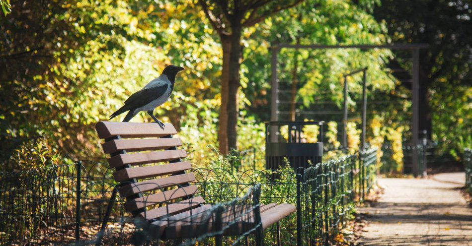 zdjęcie: Więcej zieleni w całej Warszawie - realizacje Zarządu Zieleni w 2025 roku / fot. nadesłane