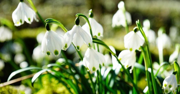 Wiosna zaczyna się w Olsztynie - tu Kopernik wyznaczył dzień równonocy wiosennej