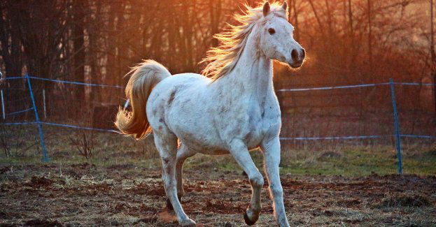 Koń ruszył na wiosenny spacer, właściciel dostał mandat