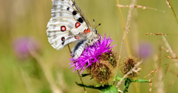 Odbudowa populacji apollo niepylaka w Karkonoszach