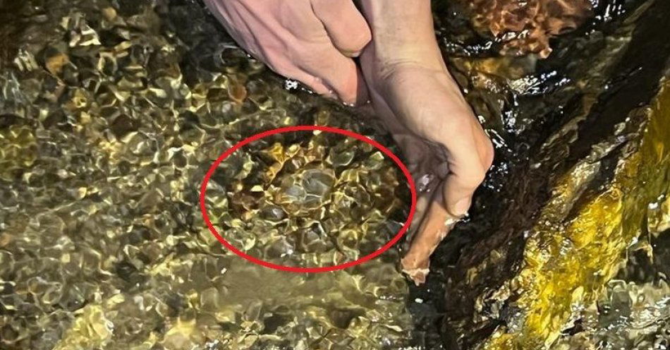 zdjęcie: Znaleziono kolejny niewybuch z czasów II wojny światowej / fot. KPP w Lwówku Śląskim