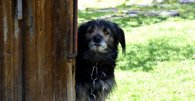 Proces dwóch kobiet oskarżonych o znęcanie się nad psami w prowadzonych hodowlach