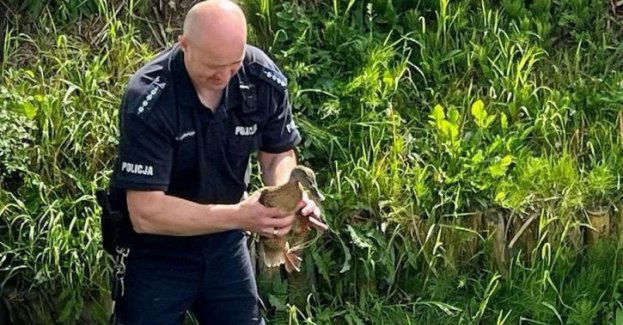 Na pomoc dzikim zwierzętom