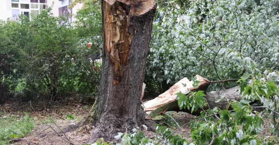 zdjęcie: Podlaskie: po sobotniej wichurze jeszcze ok. 5 tys. odbiorców nadal bez prądu / Warszawa, 22.08.2026. Połamane drzewa na osiedlu Piaski na warszawskich Bielanach, 22 bm. W związku z przejściem frontu burzowego strażacy w całym kraju interweniowali ponad 6,5 tys. razy. Najwięcej zgłoszeń dotyczy Mazowsza (jm) PAP/Albert Zawada
