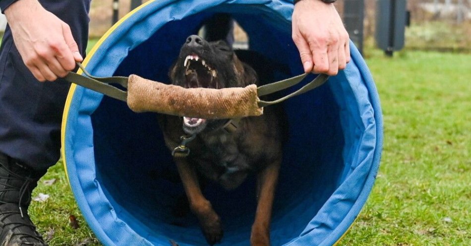 zdjęcie: Cztery owczarki belgijskie w szczecińskiej policji / fot. PAP