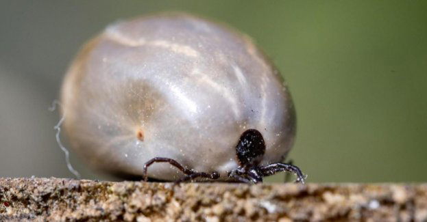 Groźny pierwotniak przenoszony przez kleszcze atakuje psy i wilki