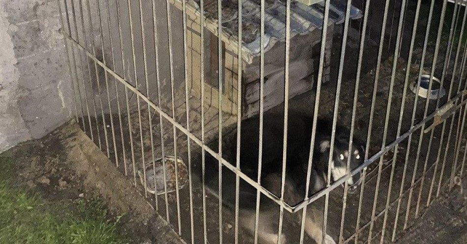 zdjęcie: Agresywny pies zaatakował idące na spacer kobiety… / fot. KMP Biała Podlaska