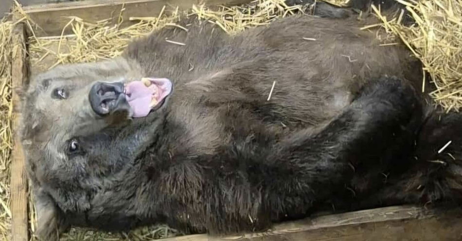 zdjęcie: Niedźwiedzica Sabina zwierzakiem lutego w Warszawskim ZOO / fot. nadesłane