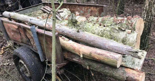 58-latek wpadł w trakcie wycinki drzewa w lesie