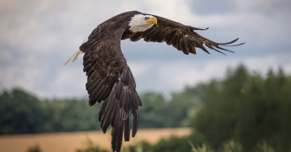 zdjęcie: Bielik przyleciał na Golędzinów; Wisła jest światem tych ptaków / pixabay/2776081